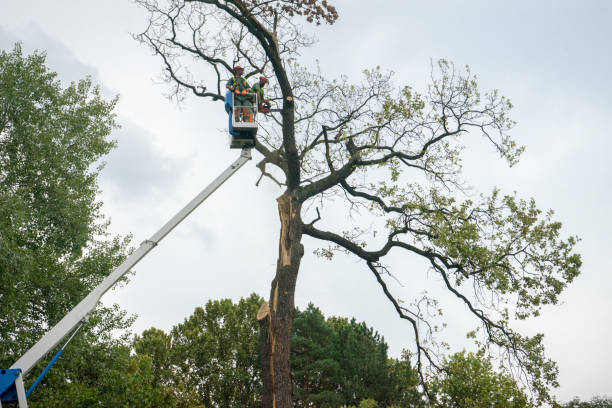 Best Tree Trimming and Pruning  in Groveville, NJ