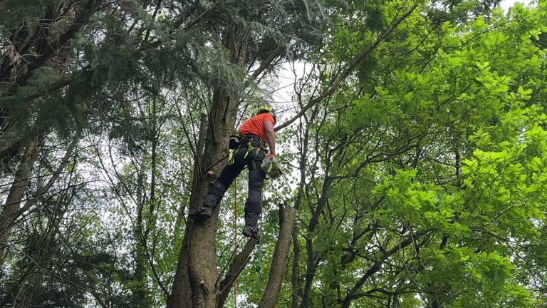 Best Root Management and Removal  in Groveville, NJ